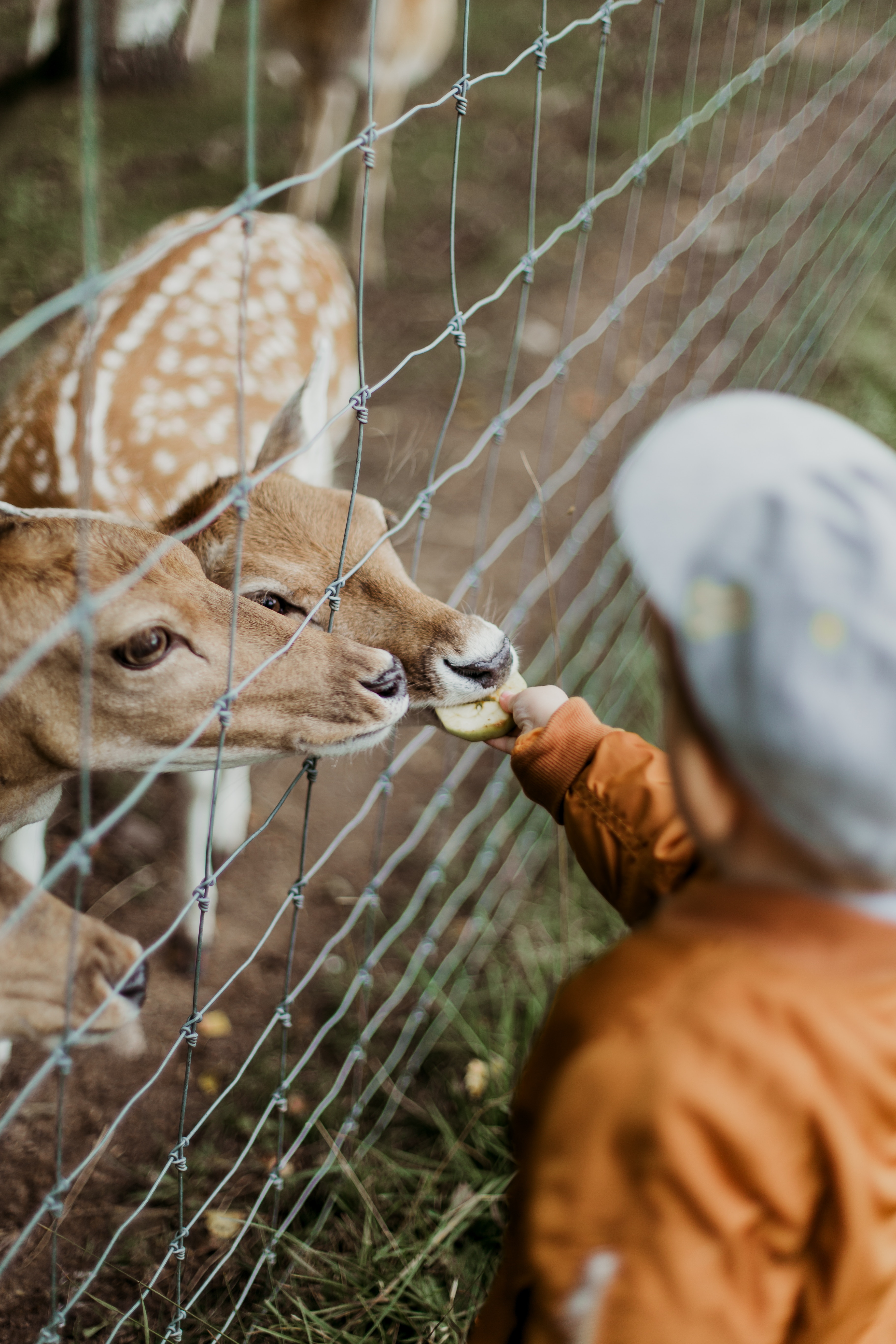 A start-up is not a petting zoo