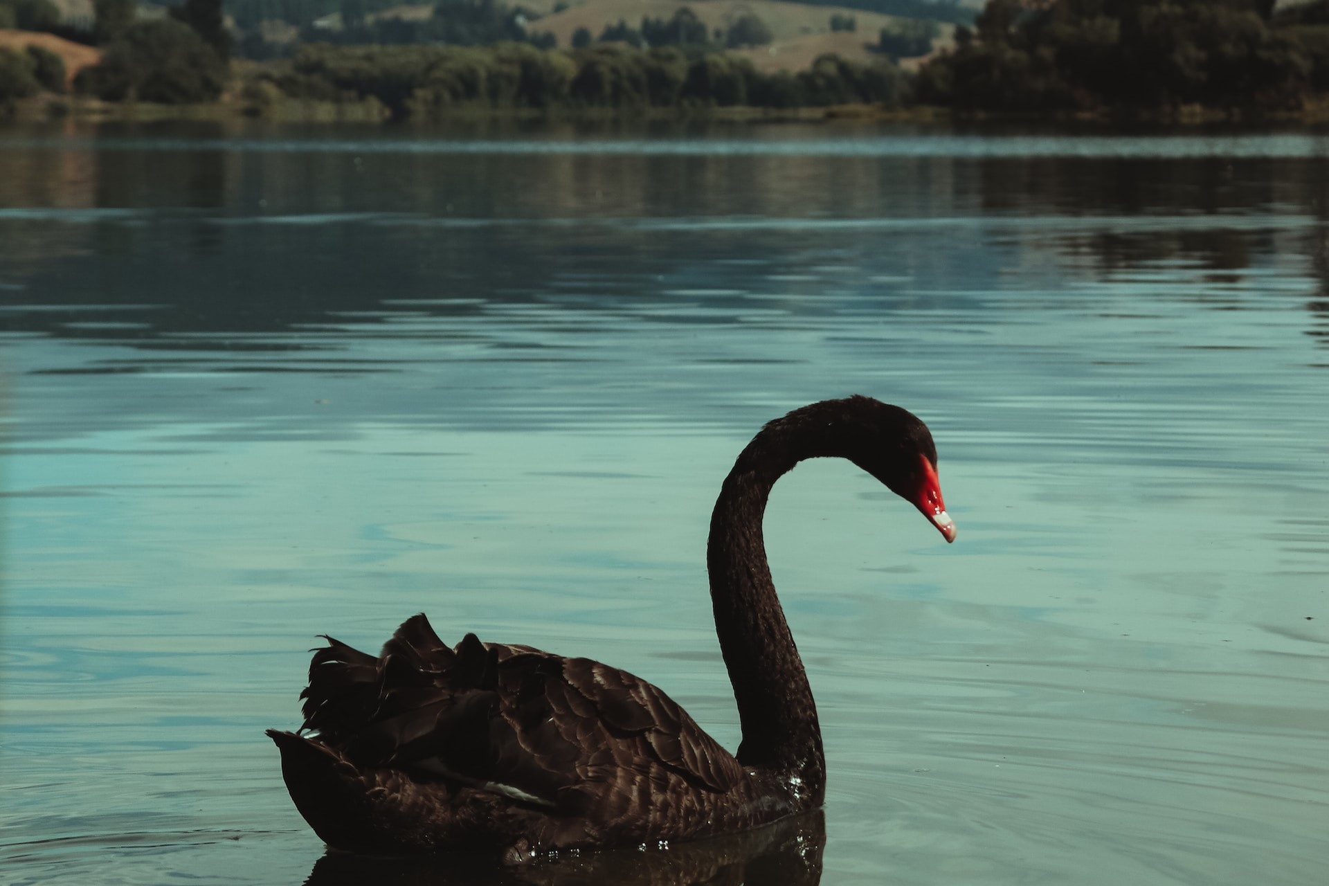 Beware of the "black swan"! - Prepare for the impossible
